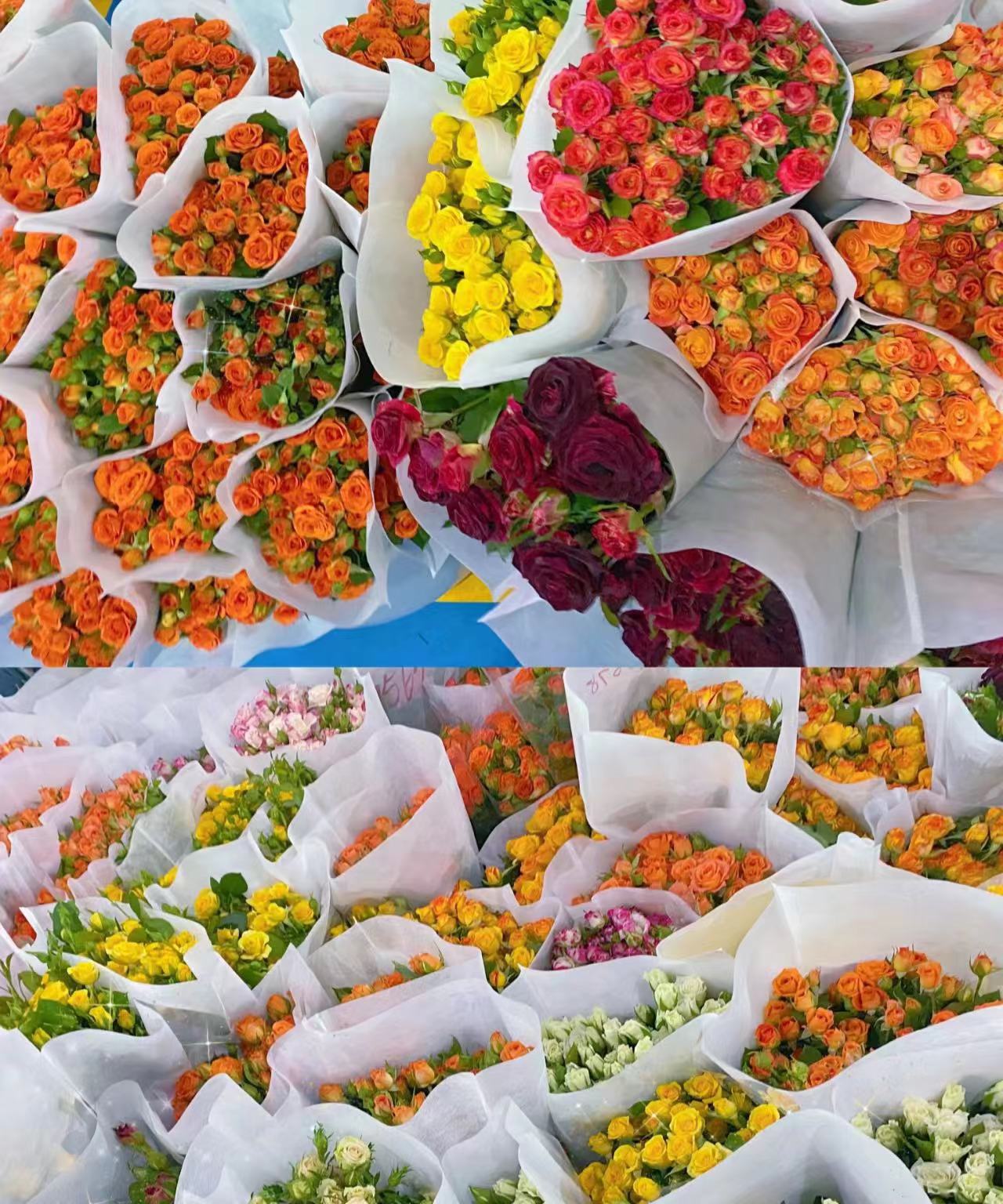 Юньнань Куньмин Многоглавая розовая цветочная база прямая партия многоглавых роз - Разноцветные розы 10 шт.