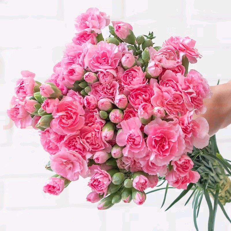 Юньнаньская база цветы прямые волосы гвоздики цветы домашние вставки вода вставка цветы офис спальня цветы - Одноголовые гвоздики 16 шт. + 4 шт.
