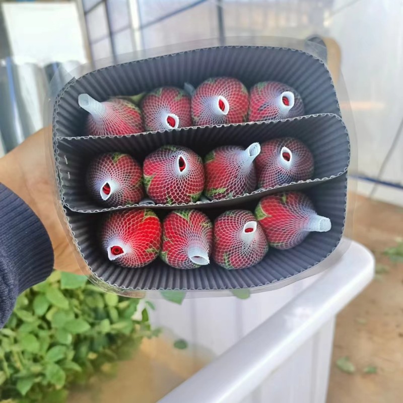 云南昆明玫瑰花鲜花批发基地卡罗拉红玫瑰鲜切花直发婚庆节日用花 - AB级20支