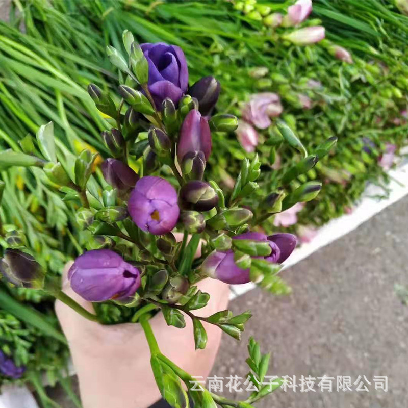 Xiaoxuelan свежие нарезанные цветы Xiaoqanlan дом декоративный цветочный магазин букет розетка салон с Е Сяоцин новые юньнаньские цветы - Пурпурный 8 - 15 шт.