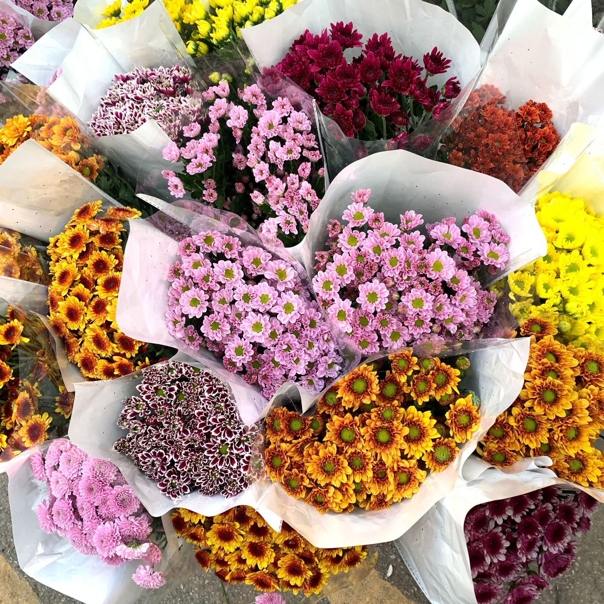 Многоцветная маргаритка - Случайно окрашенные маргаритки 1 за 10 шт.