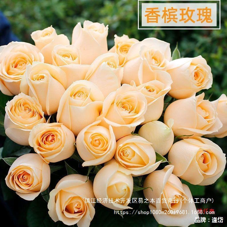 Свежие нарезанные цветы водяной пакет почта 0 букет прямого шампанского 52 базовый город роза день святого Валентина Юньнань Куньмин с курьером - Описание отправки! (Цветы после сбора относятся к расходным материалам, не поддерживаются семь дней без причины возврата, возврат после отгрузки минус 30% стоимости товара! / Не фотографируйте!)