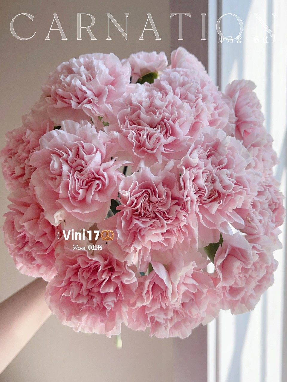 Мелкий порошок свежая гвоздика цветы юньнаньская база прямые волосы мать экономная букет свежие нарезанные цветы аквакультура - Светло - розовые гвоздики 20 шт.