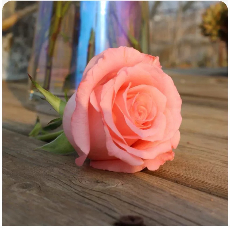 Цветы с бутонами лилии розы подсолнухи гвоздики незабудка - Роза (1 эмпирический костюм)/Один.