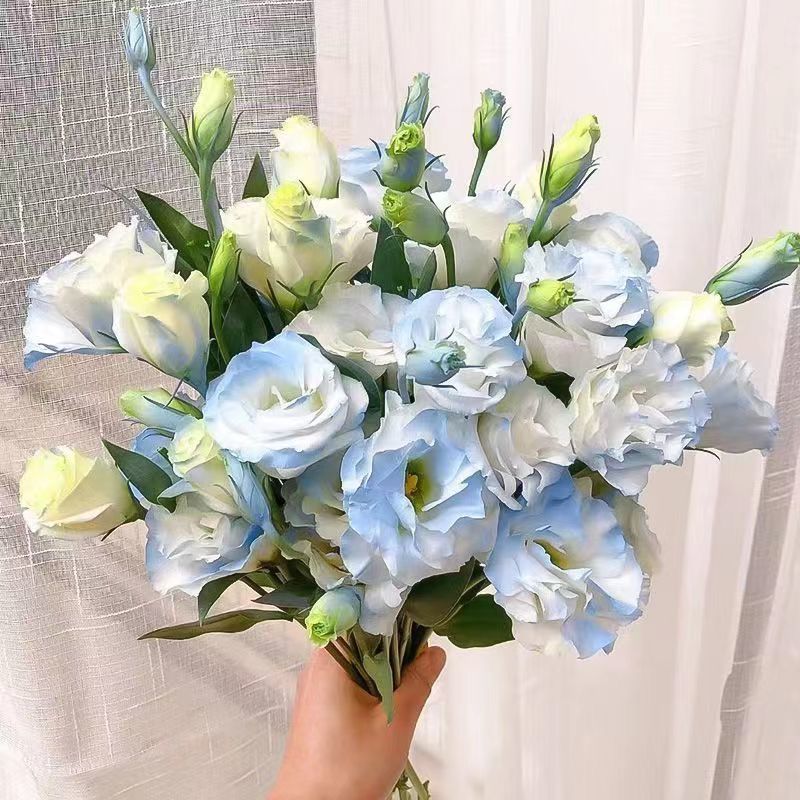 Юньнаньская база Куньмин прямые волосы апельсиновый стебель дракон желчный цветок действительно свежий срезанный букет цветов смешанный с оптовыми новогодними цветами - Оранжевый терьер/10 - 11 шт. + Подача консерванта