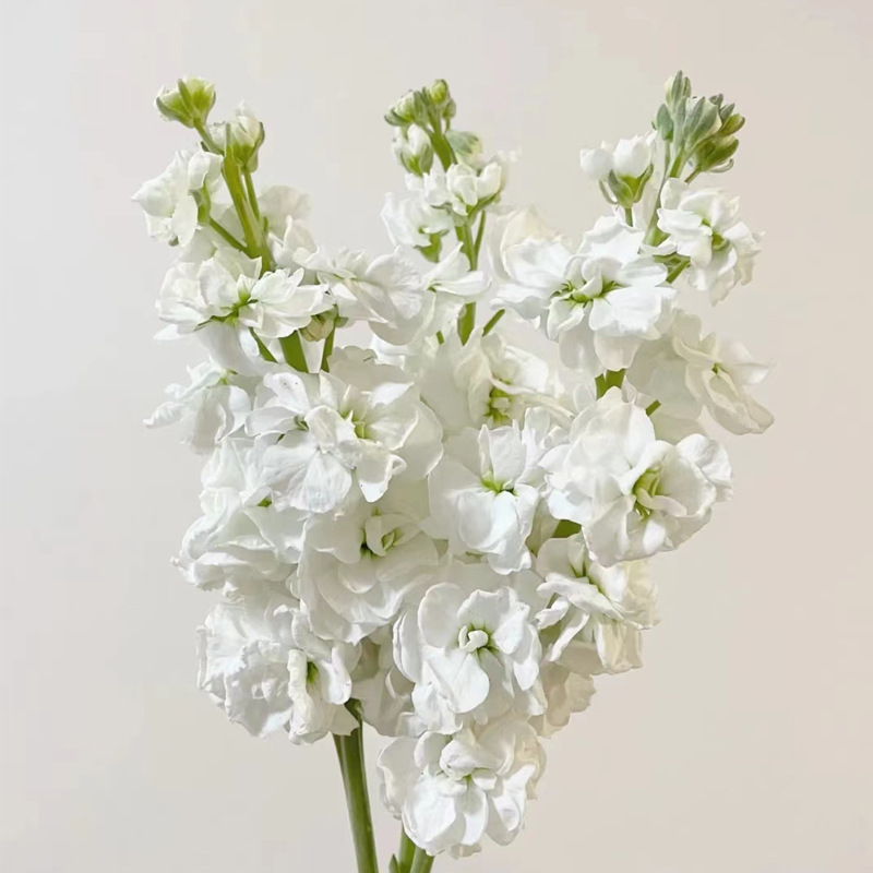 Вайолет Цветы Юньнаньский цветочный магазин Свадебный цветочный салон Цветочная корзина - Белые 10 шт.