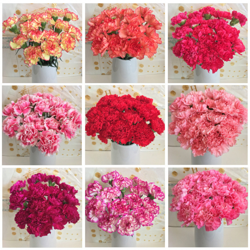 Цветы Юньнаньская прямая гвоздика база аквакультура букет Куньмин день отца церемония чувств - Одноголовые гвоздики случайным образом 10 оттенков, чтобы доставить консервант