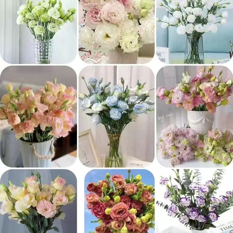 云南鲜花直发养家洋桔梗室内直批礼物花束客厅鲜花办公室插花摆地 - 混搭洋桔梗【现摘现发+保鲜剂】/8-11朵+配草