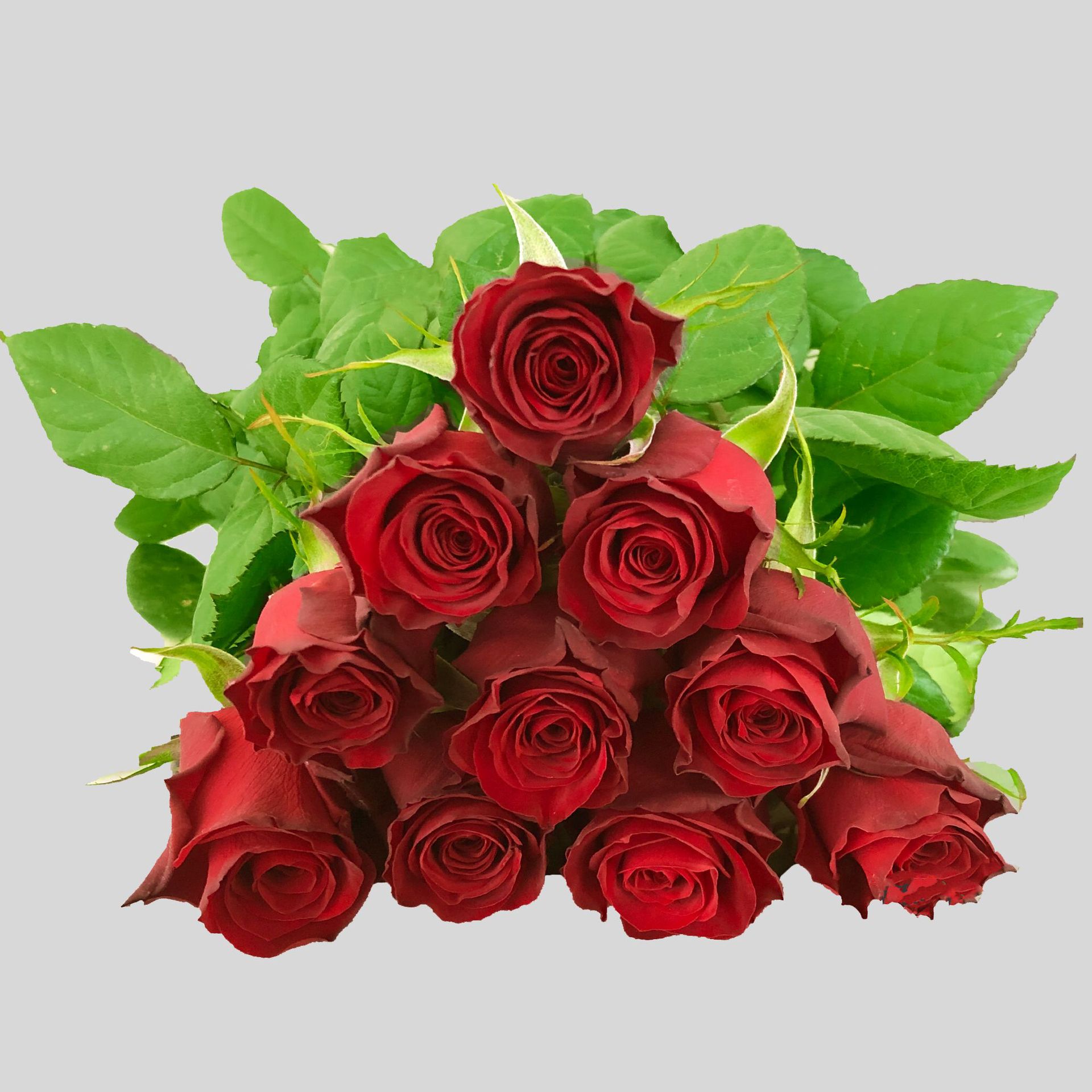 Плато Красные розы Цветы Оптовые Юньнаньские розы Прямые праздничные мероприятия Свежие красные розы Экспорт свежих нарезанных цветов - Красная роза плато/Высокогорье А Красный 1 Za / 20